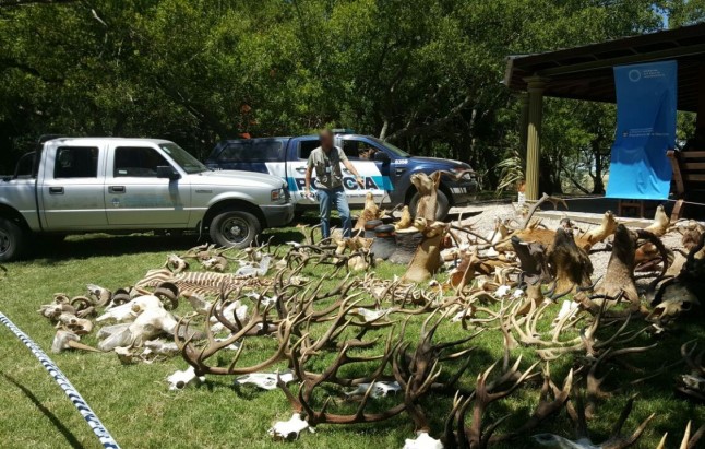 Argentina: Incautaron más de 80 subproductos de la fauna silvestre en Dolores