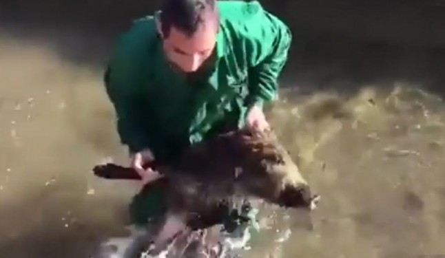 Proponen una reforma para considerar delito también el maltrato a animales salvajes