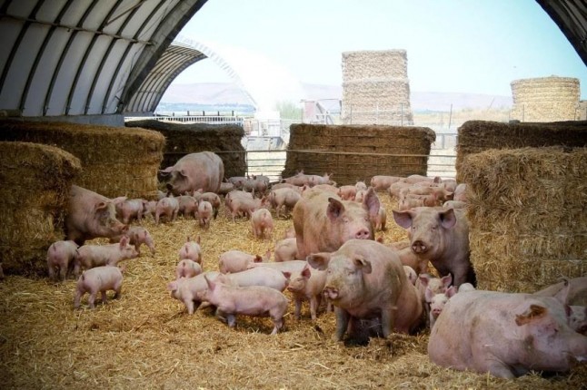 La mitad del metano antropogénico que emite España sale de granjas