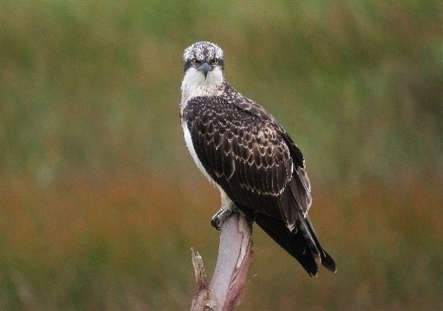 Concurso de fotografía Las Aves Silvestres