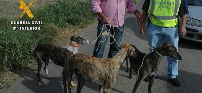 Tres detenidos en una operación por caza furtiva y robo de galgos en el norte de la provincia de Ávila