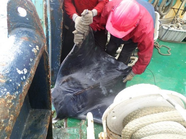 La flota atunera española y WWF instan a adoptar mejores prácticas para minimizar el impacto pesquero en los ecosistemas