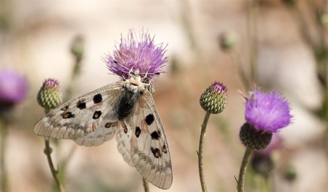 Equo preguntará al Gobierno si es consciente del impacto del cambio climático en las mariposas españolas