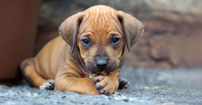 El PP lleva a debate en el Congreso su ley para que los animales dejen de ser considerados "cosas"