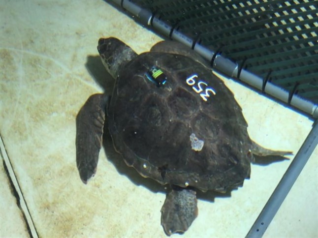 Seis tortugas caretta recuperandose en el Oceanogràfic