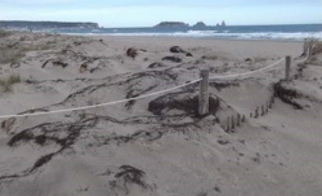 Catalunya prepara un plan para proteger las dunas en las playas del Empordà