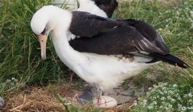 La hembra de albatros más longeva del mundo pone un huevo a sus 67 años