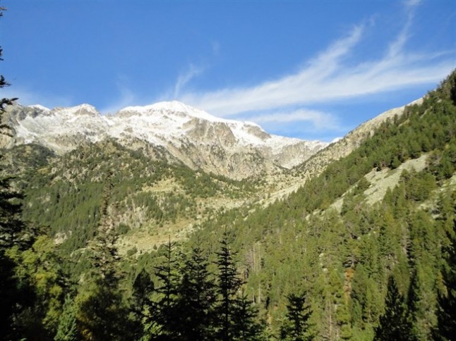 Los árboles centenarios del Pirineo dan FE de la contaminación