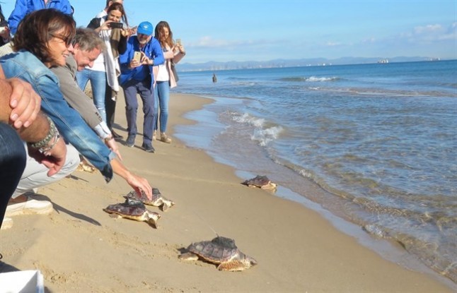 Cuatro tortugas soltadas hace un mes en El Saler (Valencia) ya han rebasado las Baleares
