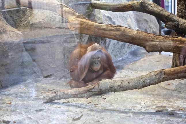 EL ZOO de BARCELONA en el OJO del HURACAN