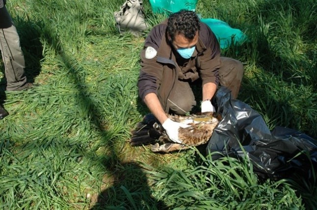 Colaboración máxima entre Andalucía y Extremadura contra el uso de cebos envenenados