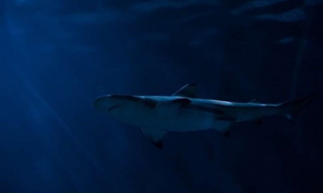 Qué sabes del antepasado común entre seres humanos y tiburones