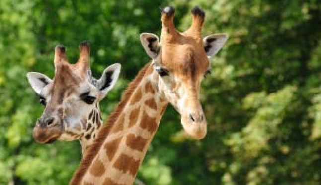 Parque de la Naturaleza de Cabárceno