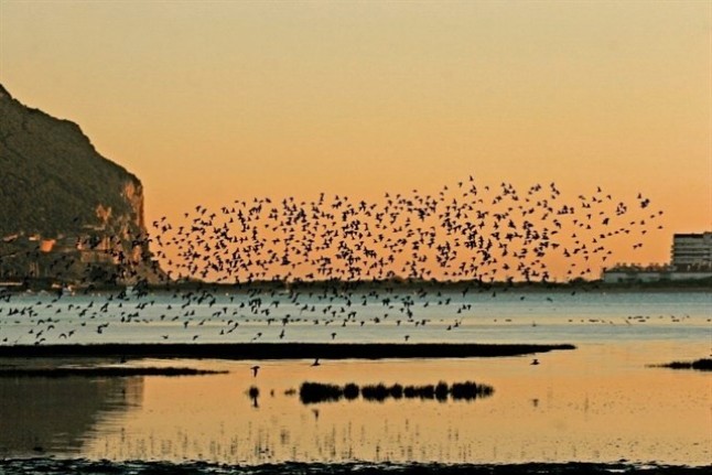Los Ayuntamientos tienen un papel CRUCIAL en la recuperación de los humedales urbanos