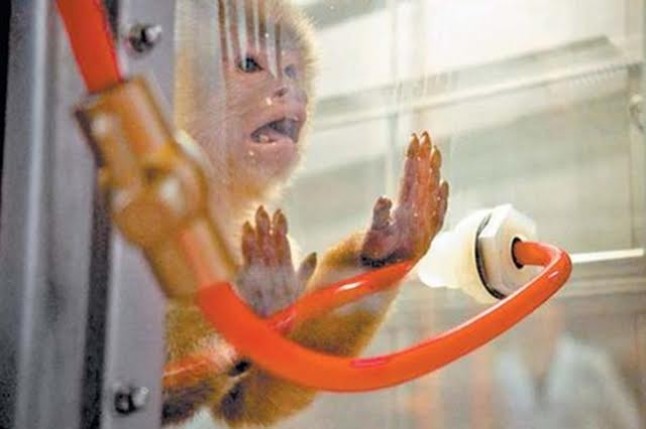 Volkswagen usa personas y monos en sus experimentos