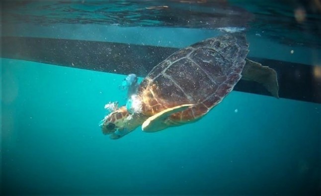 Liberan a dos tortugas marinas en sa Dragonera tras pasar tres meses en rehabilitación