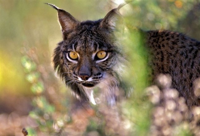 WWF valora la situación actual del lince ibérico