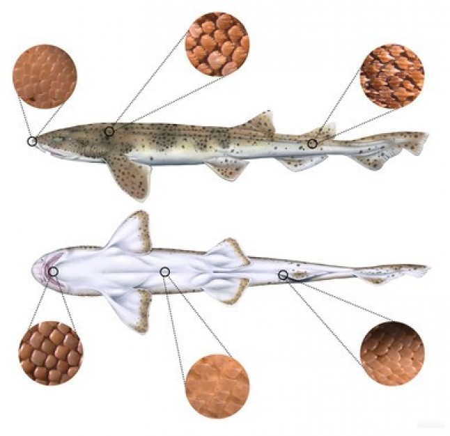 Las escamas de tiburón revelan cómo vivieron los primeros vertebrados