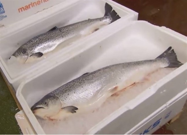 Las cajas de pescado se convertirán en envases alimentarios y se reducirá un 80% el vertido de cajas de EPS al vertedero