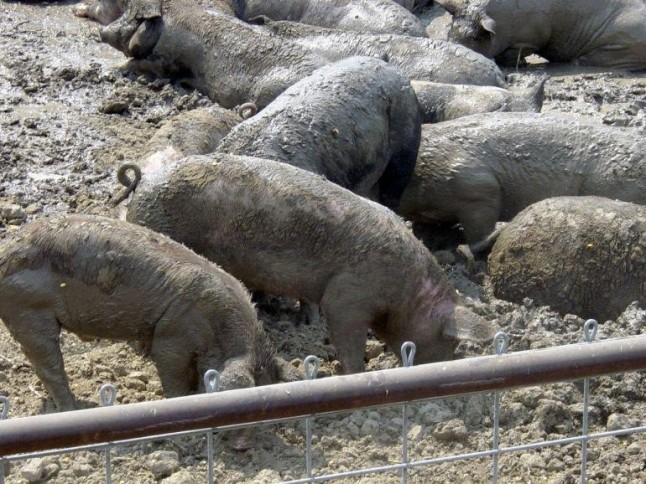 Asturias se quiere SALTAR la normativa de purines