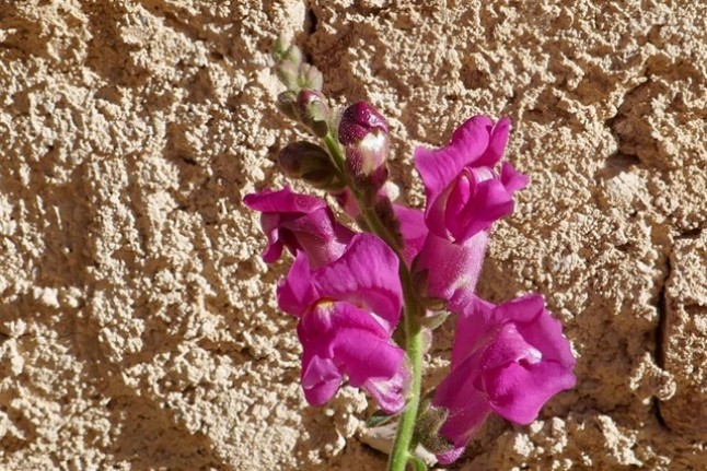 Estudian si los conillets de las ruinas de un monasterio pertenecen a una nueva especie de planta