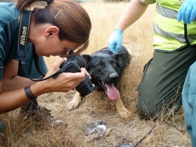 El plan andaluz de lucha contra el uso de cebos envenenados de la Junta reduce en un 50% esta práctica ilegal
