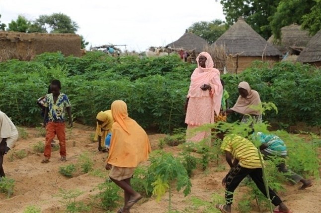 Una luz de esperanza ilumina los huertos escolares en el Sahel