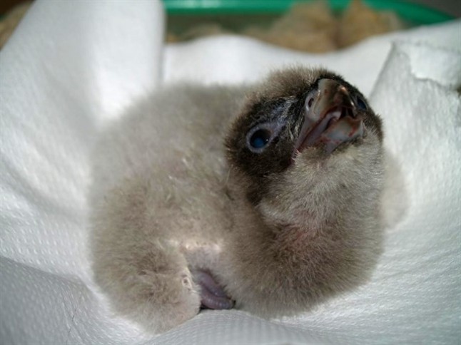 Un quebrantahuesos más en la familia