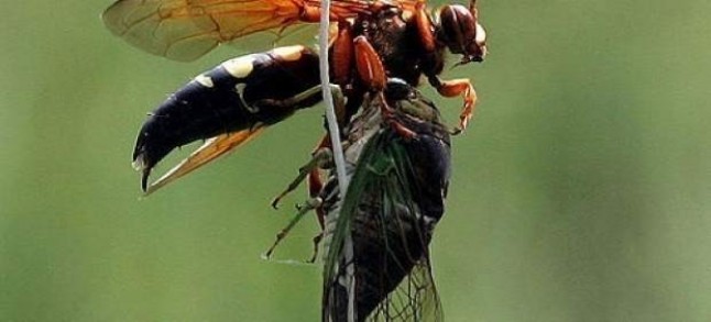 Afectados por la velutina tildan de medidas de la Xunta Galicia de ‘tibias’ y reclaman mayor ‘contundencia’