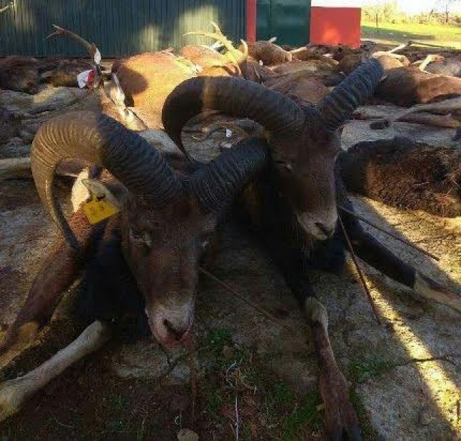 Hay que tener poca vergüenza para autorizar la caza de ciervos y muflones en una finca mallada