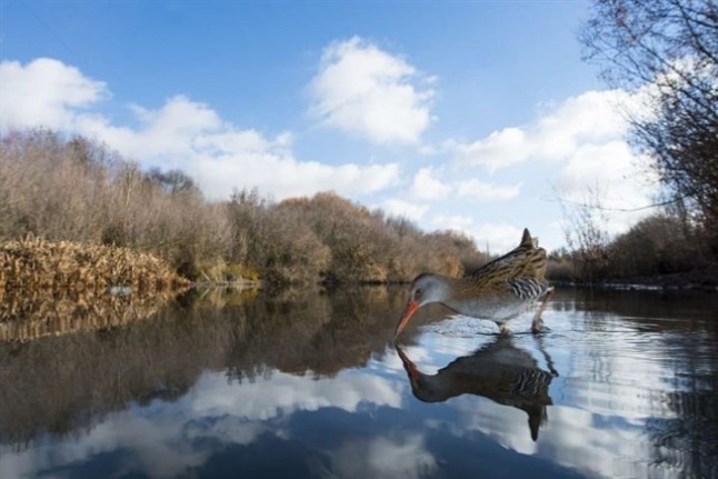 Concurso fotográfico de la Feria Internacional de Ornitología (FIO)