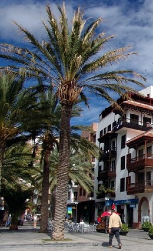 Confeccionan un Mapa de Palmeras Canarias