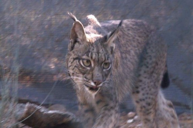 Los Hornos recibe dos linces ibéricos