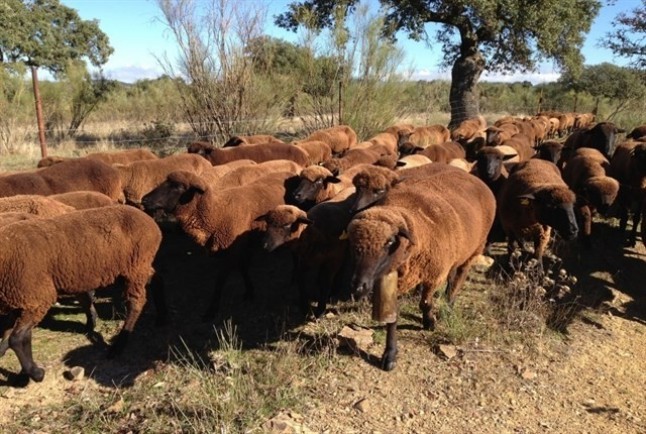 Fashion Week de Madrid se viste con la sostenible lana de la oveja merina