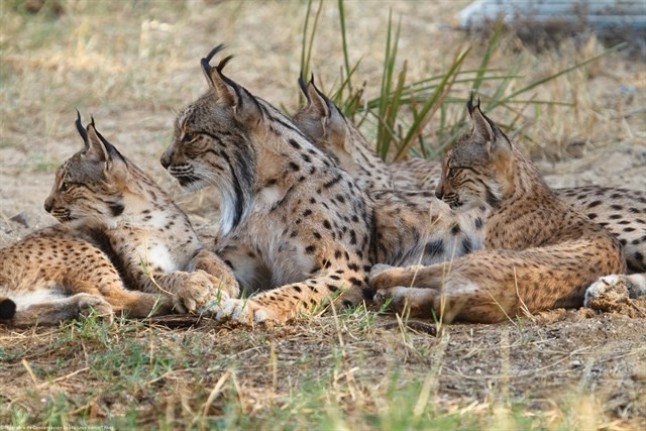 Los atropellos al lince ibérico
