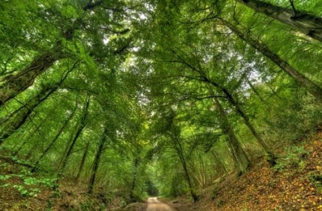 #GreenAction motor de compromiso de las empresas con la reforestación