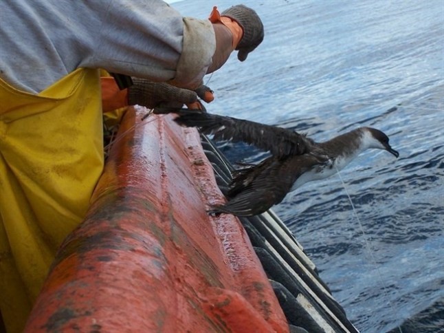Un proyecto gallego buscará evitar las capturas de aves marinas con espantapájaros en los pesqueros