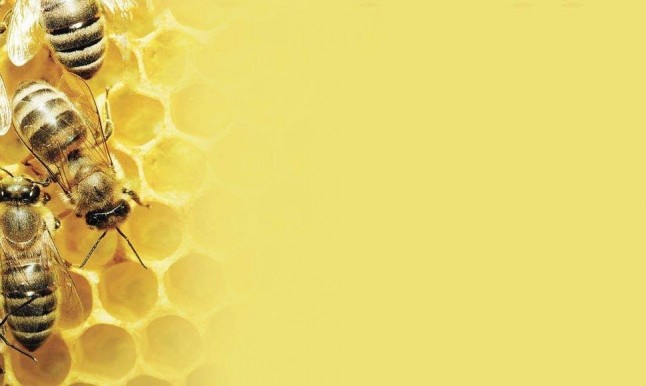 Europa sale al auxilio de las abejas