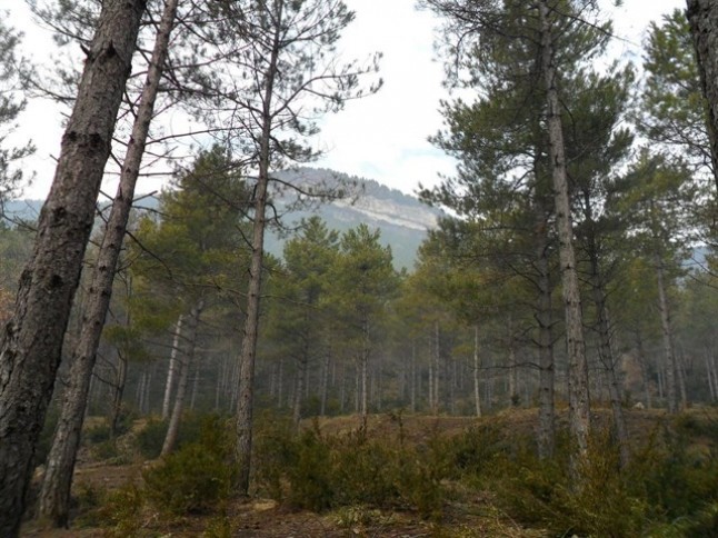 Polémica por el Plan de Actuación Forestal de España