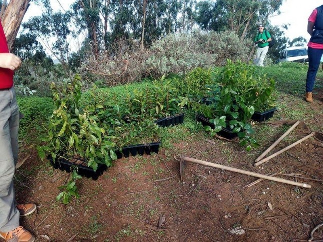 Plantación de laurisilva en la Montaña de Firgas para el próximo domingo 11 de febrero