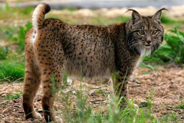 Junta Andalucía licita trabajos forestales de mejora del hábitat del lince