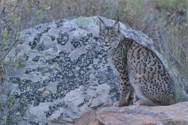 Estupenda adaptación de los dos nuevos linces del Centro de Recuperación de Los Hornos
