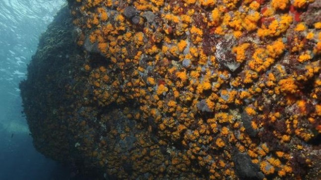 El ‘extraño’ desprendimiento de las paredes de coral anaranjado en la Isla de Tarifa