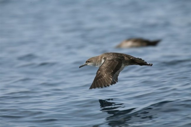 Pescadores de Baleares establecerán medidas para reducir la captura accidental de aves marinas