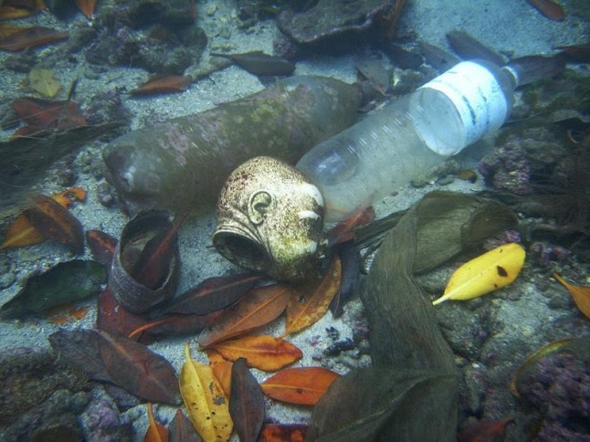La lenta ‘agonía’ de la vida en los océanos