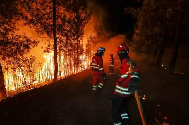 2017. El año que ARDIO España