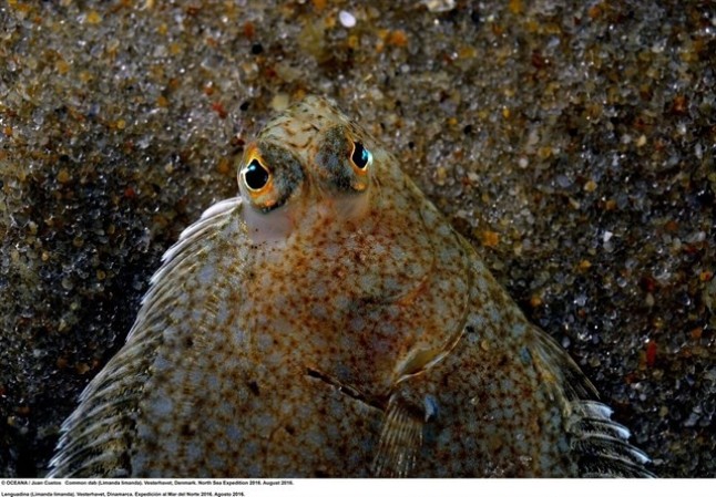 Europa perpetua la sobrepesca