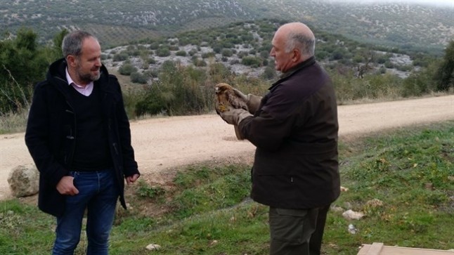 Liberan en Córdoba tres buitres leonados y un águila calzada
