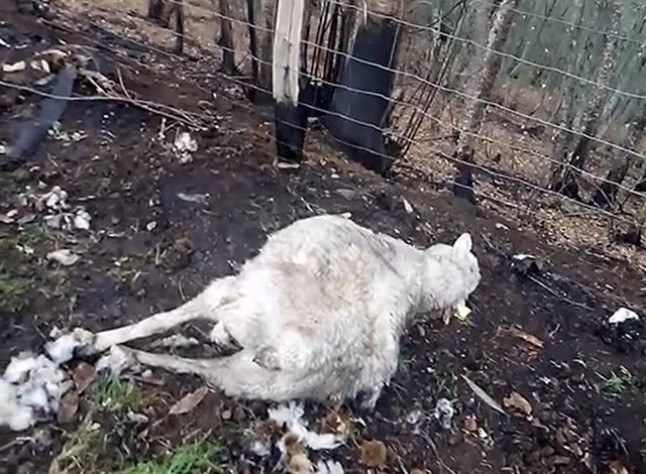 Allande (Asturias) encuentran ocho de sus ovejas muertas por ataque de lobos