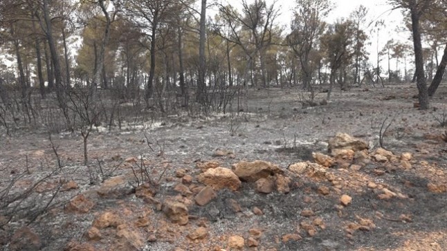 Los incendios forestales afectaron hasta septiembre a 8.230 hectáreas en Castillla – La Mancha